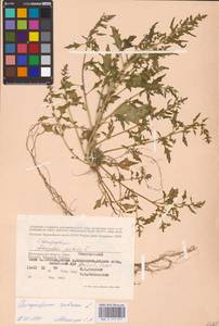 Oxybasis rubra (L.) S. Fuentes, Uotila & Borsch, Eastern Europe, Lower Volga region (E9) (Russia)