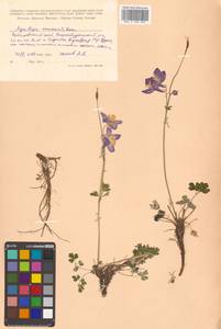 Aquilegia flabellata Siebold & Zucc., Siberia, Russian Far East (S6) (Russia)