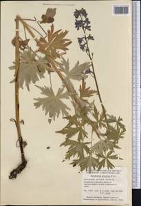 Delphinium glaucum S. Watson, America (AMER) (Canada)