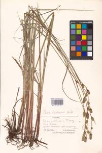 Carex buxbaumii Wahlenb., Eastern Europe, Estonia (E2c) (Estonia)