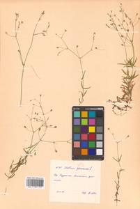 Stellaria graminea L., Siberia, Russian Far East (S6) (Russia)