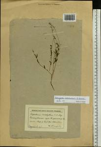 Pseudoarabidopsis toxophylla (M.Bieb.) Al-Shehbaz, O'Kane & R.A.Price, Eastern Europe, Lower Volga region (E9) (Russia)