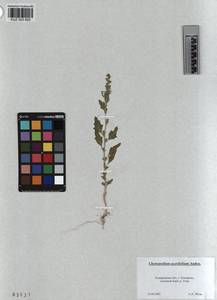 KUZ 003 693, Chenopodium acerifolium Andrz., Siberia, Altai & Sayany Mountains (S2) (Russia)