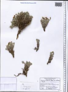 Ajania tibetica (Hook. fil. & Thomson) Tzvelev, Middle Asia, Pamir & Pamiro-Alai (M2) (Tajikistan)