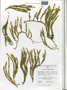 Spinulum annotinum subsp. alpestre (Hartm.) Uotila, Eastern Europe, Northern region (E1) (Russia)