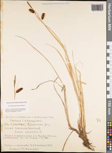 Carex saxatilis L., Siberia, Yakutia (S5) (Russia)