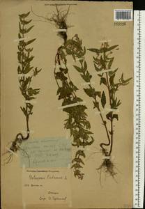 Galeopsis ladanum L., Eastern Europe, Eastern region (E10) (Russia)