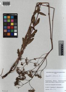 KUZ 004 370, Gypsophila altissima L., Siberia, Altai & Sayany Mountains (S2) (Russia)
