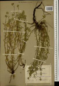 Ziziphora clinopodioides subsp. rigida (Boiss.) Rech.f., Caucasus, Armenia (K5) (Armenia)