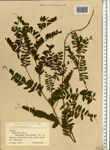 Vicia cassubica L., Eastern Europe, Latvia (E2b) (Latvia)