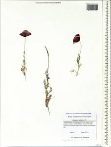 Roemeria refracta DC., Caucasus, Azerbaijan (K6) (Azerbaijan)