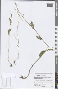 Brassica rapa subsp. sylvestris (L.) Janch., Siberia, Baikal & Transbaikal region (S4) (Russia)