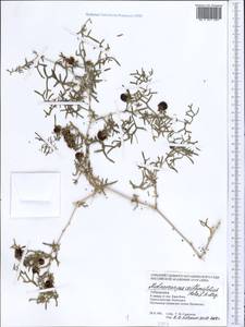 Malacocarpus crithmifolius (Retz.) Fisch. & C. A. Mey., Middle Asia, Kopet Dag, Badkhyz, Small & Great Balkhan (M1) (Turkmenistan)