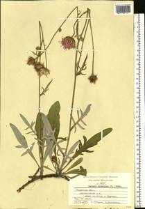 Jurinea cyanoides (L.) Rchb., Eastern Europe, Central region (E4) (Russia)