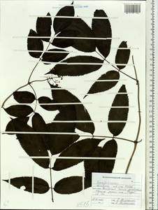Sambucus sibirica Nakai, Siberia, Russian Far East (S6) (Russia)
