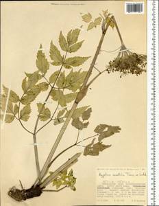 Angelica saxatilis Turcz. ex Ledeb., Siberia, Russian Far East (S6) (Russia)