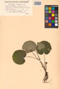 Micranthes manchuriensis (Engl.) Gornall & H. Ohba, Siberia, Russian Far East (S6) (Russia)