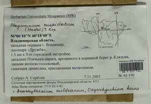 Brachythecium mildeanum (Schimp.) Schimp. ex Milde, Bryophytes, Bryophytes - Middle Russia (B6) (Russia)