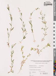 Stellaria longifolia (Regel) Muhl. ex Willd., Siberia, Chukotka & Kamchatka (S7) (Russia)