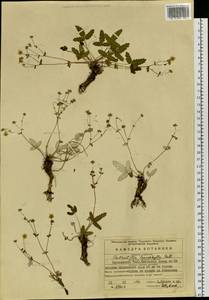 Potentilla betonicifolia Poir., Siberia, Baikal & Transbaikal region (S4) (Russia)