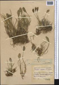 Koeleria spicata (L.) Barberá, Quintanar, Soreng & P.M.Peterson, Middle Asia, Pamir & Pamiro-Alai (M2) (Tajikistan)