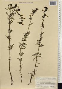 Pedicularis palustris subsp. karoi (Freyn) Tsoong, Siberia, Central Siberia (S3) (Russia)