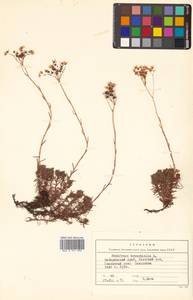 Saxifraga bronchialis L., Siberia, Russian Far East (S6) (Russia)