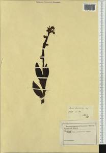 Ophrys apifera Huds., Western Europe (EUR) (Not classified)