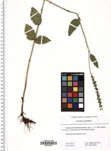 Veronica teucrium L., Eastern Europe, Middle Volga region (E8) (Russia)