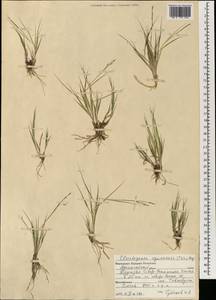 Cleistogenes squarrosa (Trin.) Keng, Mongolia (MONG) (Mongolia)