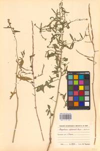Sisymbrium officinale (L.) Scop., Eastern Europe, South Ukrainian region (E12) (Ukraine)