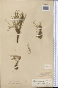 Takhtajaniantha pusilla (Pall.) Nazarova, Middle Asia, Northern & Central Kazakhstan (M10) (Kazakhstan)