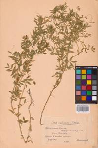 Vicia lens (L.) Coss. & Germ., Eastern Europe, Central forest-and-steppe region (E6) (Russia)