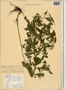 Verbena officinalis L., Caucasus, North Ossetia, Ingushetia & Chechnya (K1c) (Russia)