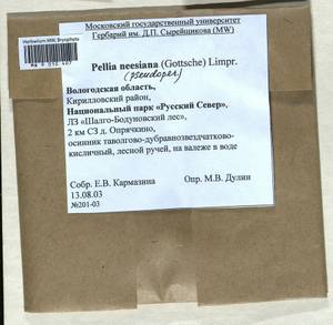 Pellia neesiana (Gottsche) Limpr., Bryophytes, Bryophytes - European North East (B7) (Russia)