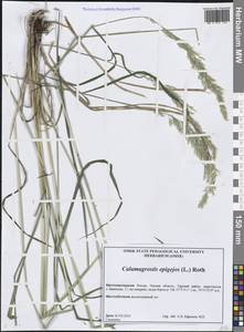Calamagrostis epigejos (L.) Roth, Siberia, Western Siberia (S1) (Russia)