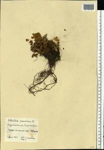 Sibbaldia procumbens L., Eastern Europe, Northern region (E1) (Russia)