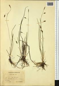 Carex laxa Wahlenb., Western Europe (EUR) (Finland)