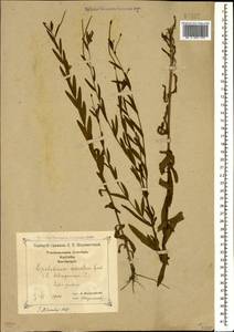Epilobium tetragonum L., Caucasus, Georgia (K4) (Georgia)