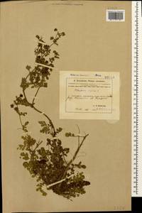 Potentilla supina L., Caucasus, Azerbaijan (K6) (Azerbaijan)