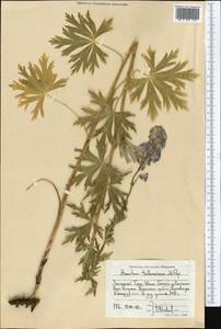 Aconitum talassicum Popov, Middle Asia, Western Tian Shan & Karatau (M3) (Kyrgyzstan)