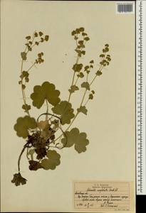 Alchemilla conglobata H. Lindb., Eastern Europe, Moscow region (E4a) (Russia)