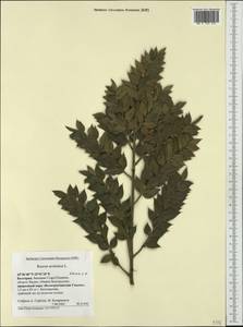 Ruscus aculeatus L., Western Europe (EUR) (Bulgaria)