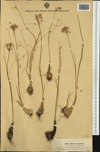 Allium moschatum L., Western Europe (EUR) (Hungary)