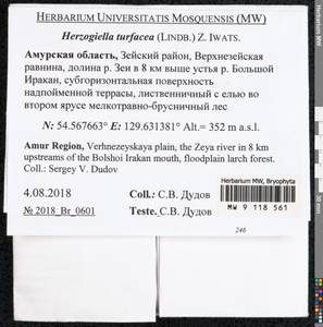 Herzogiella turfacea (Lindb.) Z. Iwats., Bryophytes, Bryophytes - Russian Far East (excl. Chukotka & Kamchatka) (B20) (Russia)