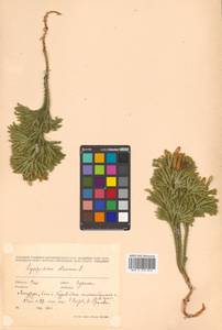 Dendrolycopodium obscurum (L.) A. Haines, Siberia, Russian Far East (S6) (Russia)