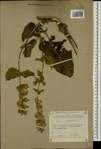 Salvia sclarea L., Caucasus, Azerbaijan (K6) (Azerbaijan)