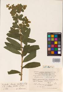 Euphorbia lucida × villosa, Eastern Europe, West Ukrainian region (E13) (Ukraine)