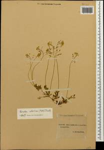 Draba sibirica (Pall.) Thell., Caucasus, Stavropol Krai, Karachay-Cherkessia & Kabardino-Balkaria (K1b) (Russia)