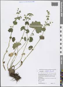 Alchemilla lindbergiana Juz., Siberia, Baikal & Transbaikal region (S4) (Russia)